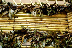 Beauty of Bamboo - Bamboo Habitat