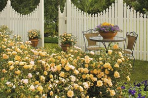 Roses are best