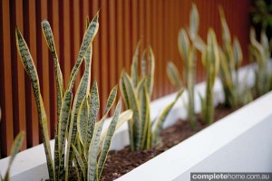 planter box
