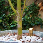 Contemporary Garden & Light Design