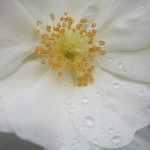 Flower Carpet WHITE