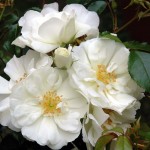 Flower Carpet White.