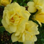 Flower Carpet GOLD rose