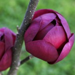Black Tulip