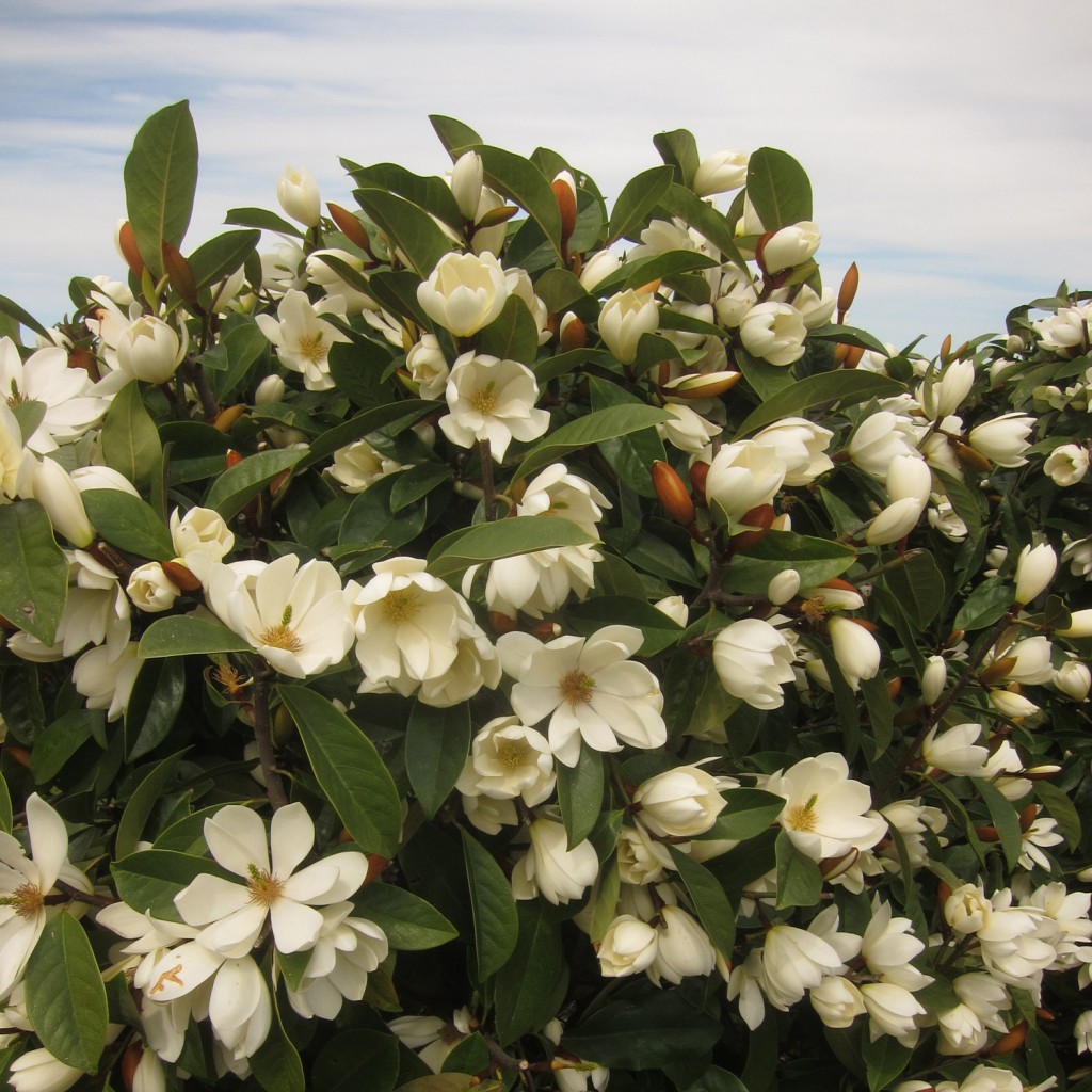 Fairy Magnolia Cream