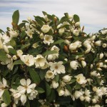 Fairy Magnolia Cream