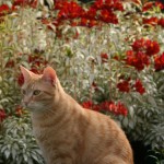 Plant idea: Rock and Roll, a real show stopper