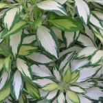 foliageLR