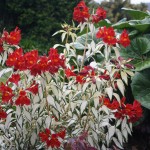 gardenLR