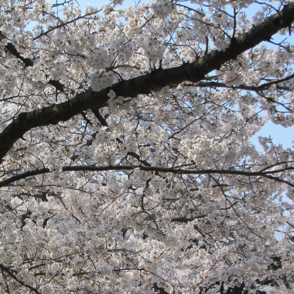 sakura