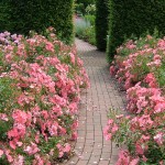 Evergreen vertical with roses