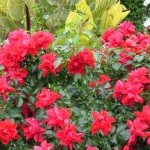 flower carpet and tropicanna