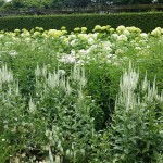 white garden