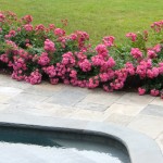 Pink roses