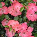 Flower Carpet roses