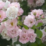 Flower Carpet roses