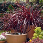 Garden glamour
