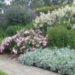 Flower Carpet roses