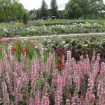 Flower Carpet roses