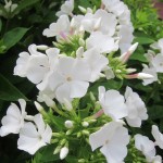 Volcano Phlox white