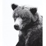 DesignStudioHome_925695_ByNordBearTeaTowel