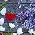 lilac vignette 6 (1 of 1)