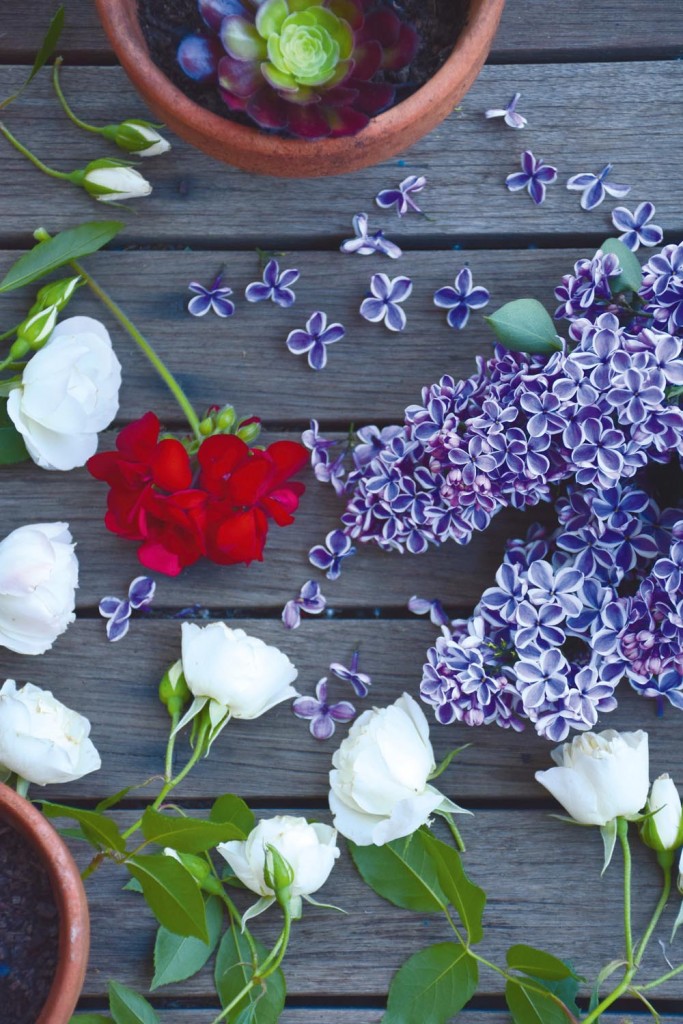 lilac vignette 6 (1 of 1)
