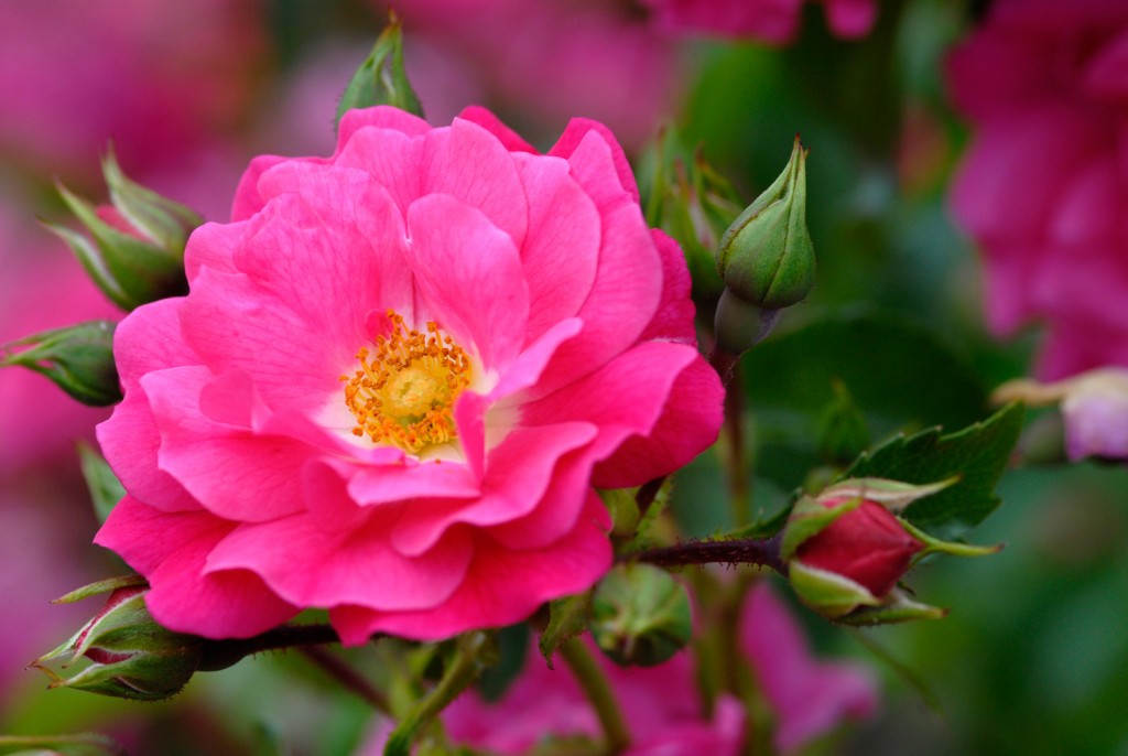 Flower Carpet Rose