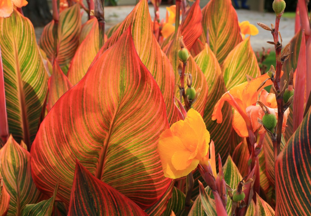 canna tropicanna 1HR