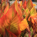 canna tropicanna 1HR