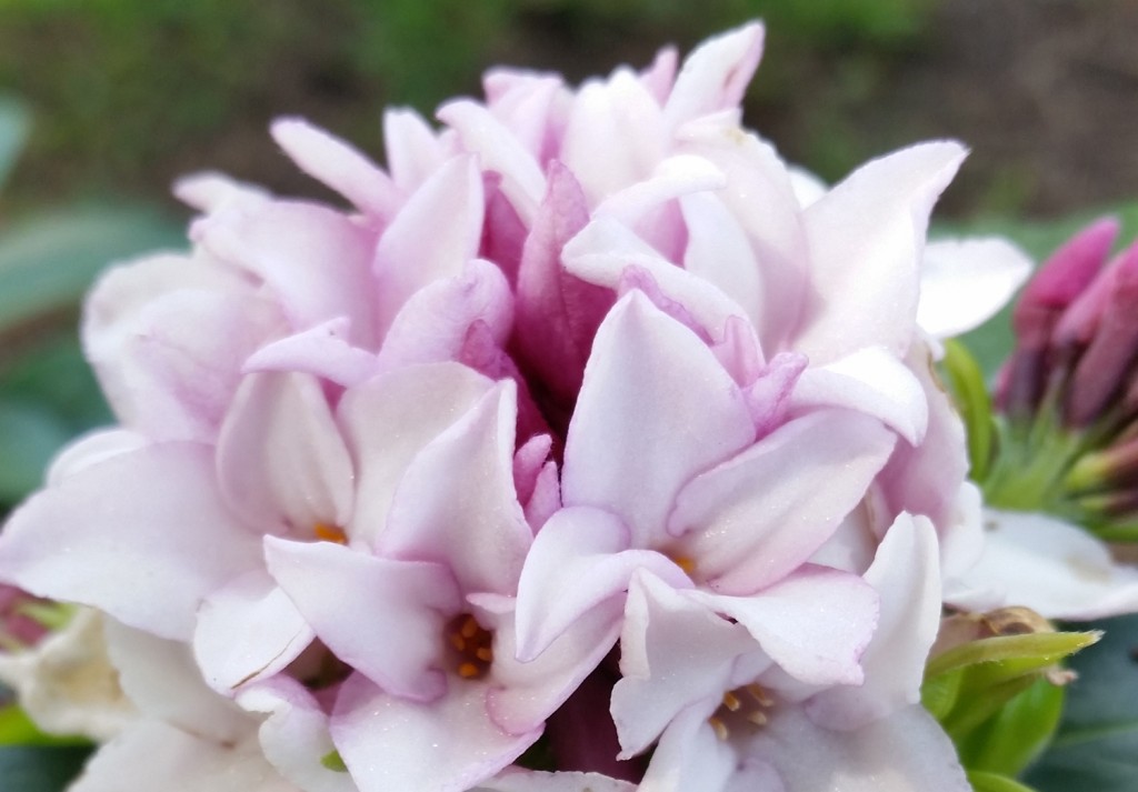 The Daphne Perfume princess plant