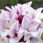 The Daphne Perfume princess plant