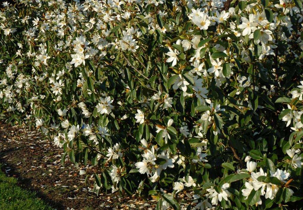 a hedge of Fairy Magnolia 