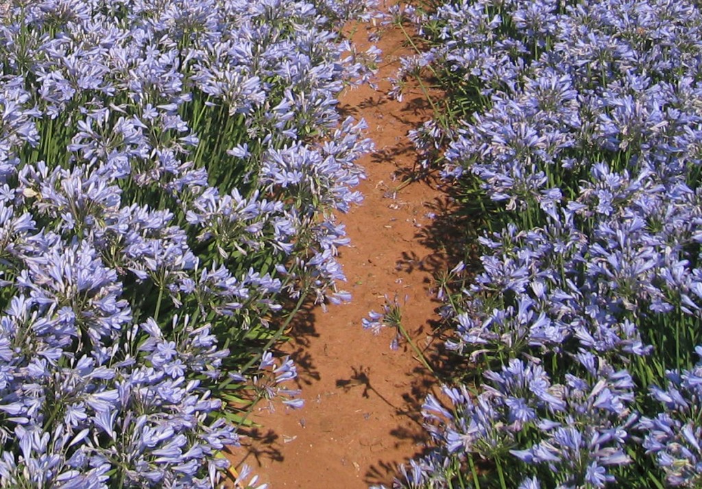 This Blue Storm Agapanthus plant