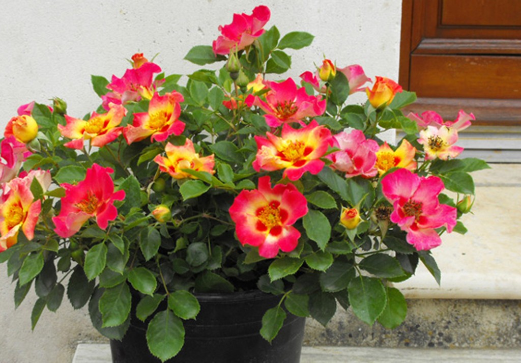Beautiful flowers