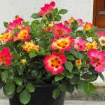 Beautiful flowers
