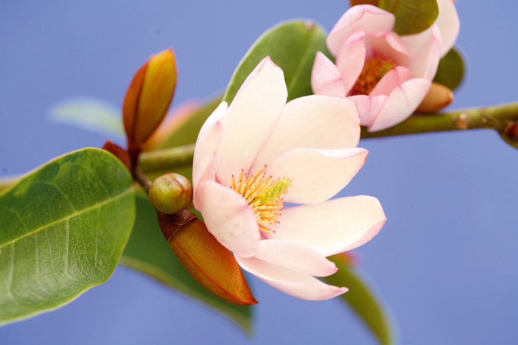 Fairy Magnolia BLUSH_9549_CMYK