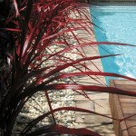 Red Fount_Pool