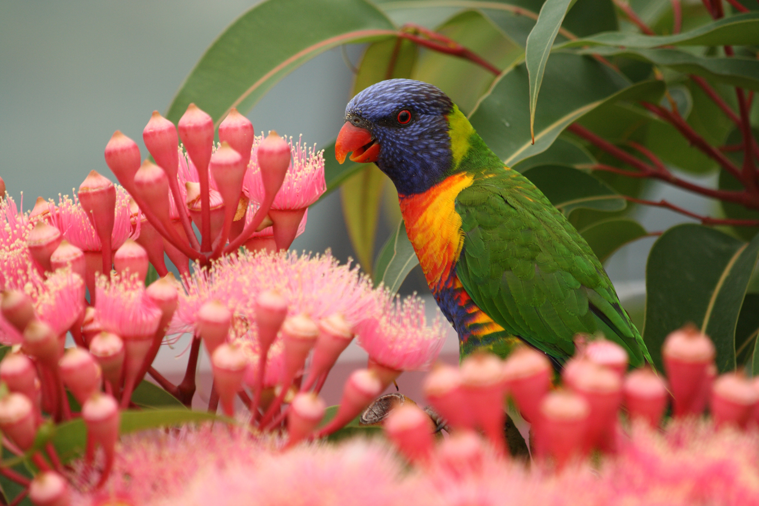 Garden-animals-Lorrikeet