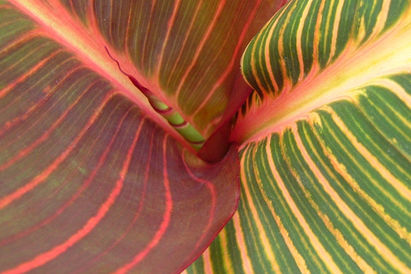 AnthonyTesselaar_Canna-Tropicanna-garden-bed-HR_EDITED2