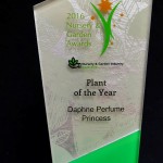Daphne Perfume Princess named Plant of the Year 2016