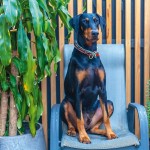 skinbox dog 1 L