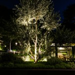 Gardens At Night