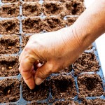 For boxout - Sow seeds that are hard to gernminate in punnets or seedling trays