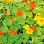Nasturium makes a pretty living groundcover - canstockphoto9659062
