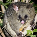 Protect your fruit from possums and birds - canstockphoto8959244