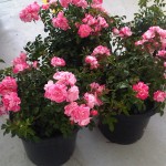 flower carpet pink splash pots HR