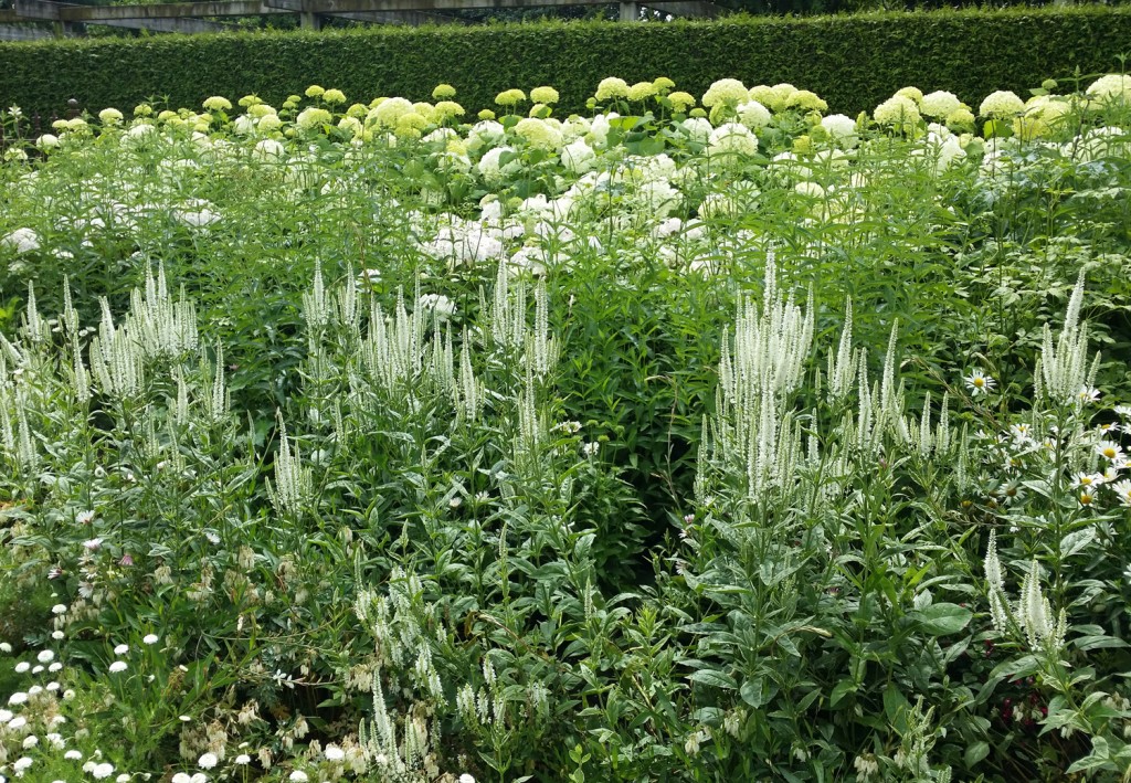 white garden HR