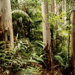 Biodiversity