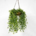 Which indoor plants, where? How to decide where to put your indoor plants